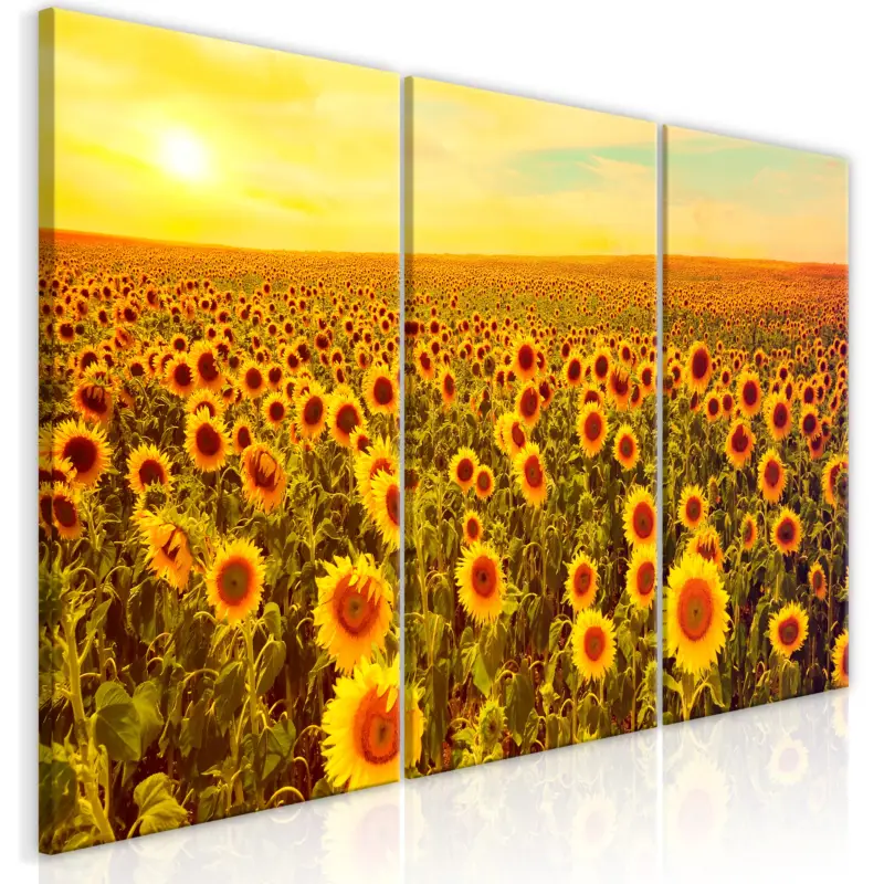 Acheter Direct Schilderij - Sunflowers at Sunset (3 Parts) - 120x60