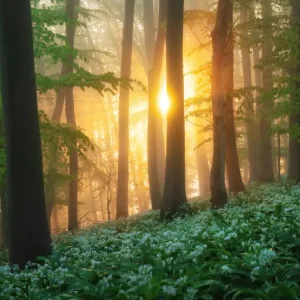 Zonsopgang in het knoflookbos posters & art prints door Yen Do - Premium Poster - 50x70 Jusqu’à Épuisement Des Stocks