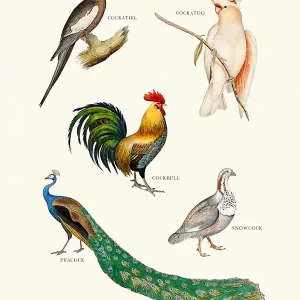 Achat Immédiat All Cocks Are Beautiful posters & art prints door Jonas Loose - Premium Poster - 50x70