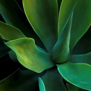 Achat Immédiat Het Ritme II van de aard posters & art prints door Lisa Sundin - Premium Poster - 50x70