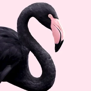 Zwarte Flamingo posters & art prints door Paul Fuentes - Premium Poster - 50x70 Certifié