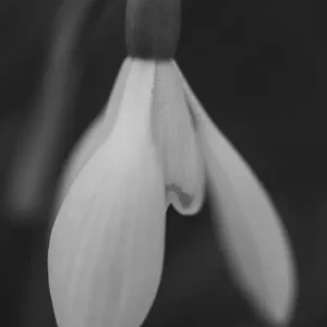 Zwart-witte voorjaarsbloem posters & art prints door Sofie Lönn - Premium Poster - 50x70 Acheter Direct