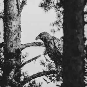 Zeearend posters & art prints door Joona Heinonen - Premium Poster - 50x70 Meilleur Choix