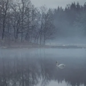 Zwanenmeer posters & art prints door Anders Green - Premium Poster - 50x70 Satisfait Ou Remboursé