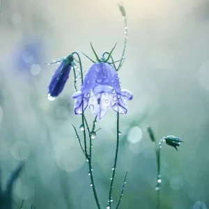 Zomerherinneringen posters & art prints door Ida Norderhaug - Premium Poster - 50x70 Retour Gratuit