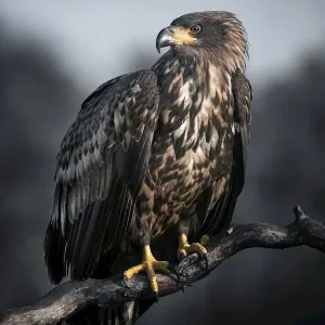 Zeearend posters & art prints door Daniel Öberg - Premium Poster - 50x70 Vente Directe