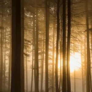 Zonlicht posters & art prints door Gert Olsson - Premium Poster - 50x70 Prix Réduit