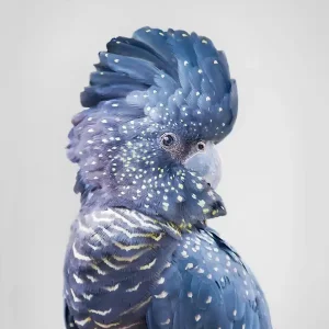 Zwarte Kaketoe posters & art prints door Kathrin Pienaar - Premium Poster - 50x70 Prix Réduit