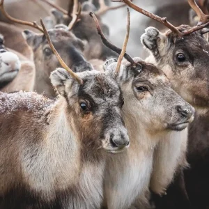 Achat Immédiat Schoon posters & art prints door Lena Wiik - Premium Poster - 50x70