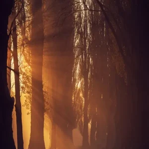 Zonnestralen in een laan posters & art prints door Michael Pointner - Premium Poster - 50x70 Vente Directe