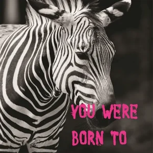 Zebra Poster posters & art prints door Lars Gustafsson - Premium Poster - 50x70 Vente Directe