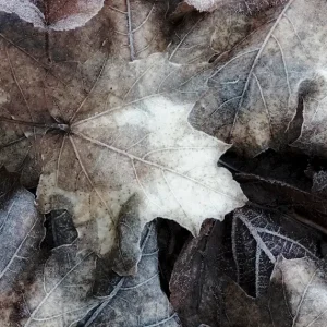 Aardse materie III posters & art prints door Lisa Holmgren - Premium Poster - 50x70 Solde