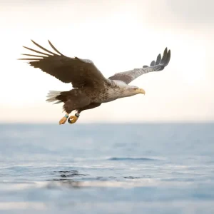 Zeearend op het punt om toe te slaan posters & art prints door Roger Bäck - Premium Poster - 50x70 Livraison Gratuite