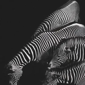 Zebra posters & art prints door Carl Johan Johansson - Premium Poster - 50x70 Expédition Rapide