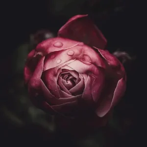 Zelfontsluiting posters & art prints door Jonas Winge - Premium Poster - 50x70 Prix Choc