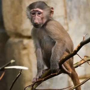 Aap posters & art prints door Lasse Viig Syversen - Premium Poster - 50x70 Acheter En Ligne