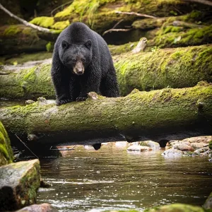 Zwarte beer op de jacht posters & art prints door Adam Rheborg - Premium Poster - 50x70 Usine Directe