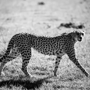 Zwart-wit Chita posters & art prints door Dimitar Chilov - Premium Poster - 50x70 Bon Plan