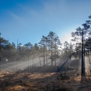 Zon breekt door mist posters & art prints door Thor Åmli - Premium Poster - 50x70 Prix Cassé