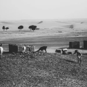 Zandduinen aan de horizon posters & art prints door Derya Aktas - Premium Poster - 50x70 Dernier Modèle