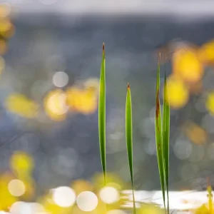 Aan de rand van het meer posters & art prints door Anders Järkendal - Premium Poster - 50x70 Bon Marché