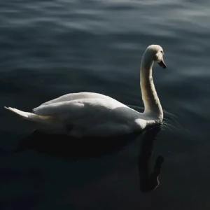 ZWAAN posters & art prints door Em Meriloo - Premium Poster - 50x70 Must-Have