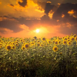 Zonnebloemen posters & art prints door Peter Nilsson - Premium Poster - 50x70 Expédié Aujourd’hui