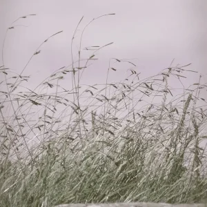 Zachte tonen posters & art prints door Marika M. Claussen - Premium Poster - 50x70 Commander Maintenant