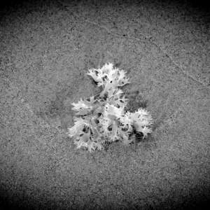 Zeewier op zijn eenvoudigst posters & art prints door Karsten Victorius Marxen - Premium Poster - 50x70 Offre Exclusive