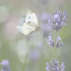 Zachte landing posters & art prints door Ingela Gummesson - Premium Poster - 50x70 Promotion