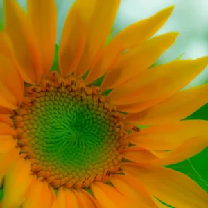 Zonnebloem posters & art prints door YAKOLAVERDE - Premium Poster - 50x70 Offre Limitée