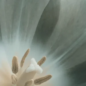 Abstracte groene bloemblaadjes posters & art prints door Bilge Paksoylu - Premium Poster - 50x70 Vente Directe