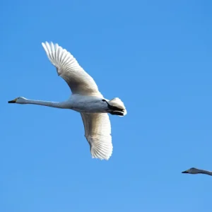 Zwanen in vlucht posters & art prints door Fredrik Boberg - Premium Poster - 50x70 Bon Marché