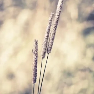 3 samen posters & art prints door Andreas Böhnke - Premium Poster - 50x70 Commander Vite