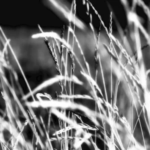 Zomerweide posters & art prints door Malin Johansson - Premium Poster - 50x70 Paiement Sécurisé