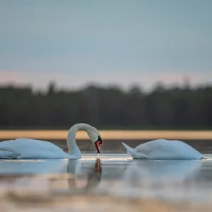 Zwanen posters & art prints door Jonas Nimmersjö - Premium Poster - 50x70 Paiement Sécurisé