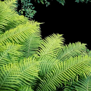 Achat Immédiat Groen posters & art prints door Lennart Andersson - Premium Poster - 50x70