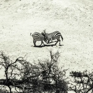 Zebras fighting on the savanna posters & art prints door Fabian Melby - Premium Poster - 50x70 Seulement Aujourd’hui