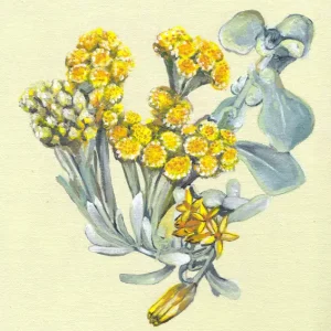 Yellow Wildflowers posters & art prints door Viccy Wanliss - Premium Poster - 50x70 Populaire