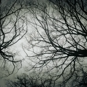 Zwart-wit beeld van bomen posters & art prints door Filip Berglund - Premium Poster - 50x70 Achetez Aujourd’hui