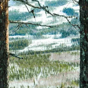 "Norrland" posters & art prints door Sebastian Landin Olsson - Premium Poster - 50x70 Must-Have