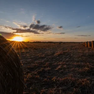 Zonsonderganglichten in het veld posters & art prints door Wolfgang Schäfer - Premium Poster - 50x70 Achat Immédiat