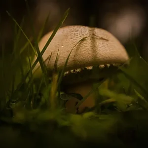 Achat Immédiat Mushroom #9 posters & art prints door Diana Matthess - Premium Poster - 50x70