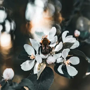 A pause in the apple flower posters & art prints door Isabelle Samuelsson - Premium Poster - 50x70 Acheter En Ligne