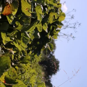 Aardbeienveld posters & art prints door Felicia Torsson - Premium Poster - 50x70 Must-Have