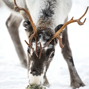 Yummy! posters & art prints door Lena Wiik - Premium Poster - 50x70 Bon Plan