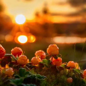 Zonsondergang met wolkenbessen posters & art prints door Peter Torstensson - Premium Poster - 50x70 Nouveauté