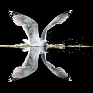 Zwart-eared posters & art prints door Fredrik Lindbom - Premium Poster - 50x70 Seulement Aujourd’hui