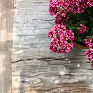 zomerbloem posters & art prints door Susanna Komsell - Premium Poster - 50x70 Marque