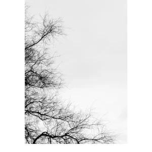 Zwarte Boom posters & art prints door Linda Abrahamsson - Premium Poster - 50x70 Super Prix